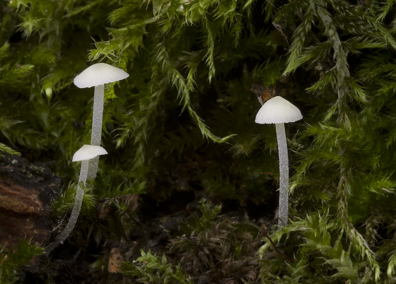 Mycena olida